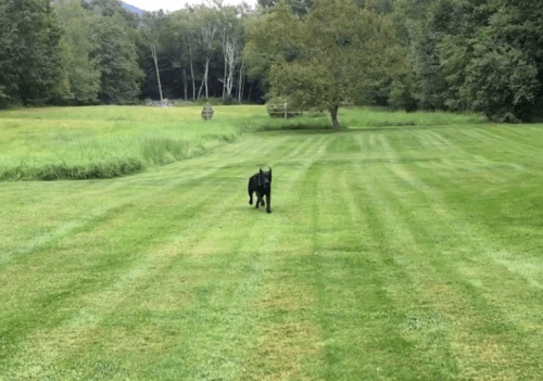 Screen Shot 2017-08-18 at 8.30.43 AM.png